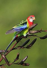 Eastern Rosella